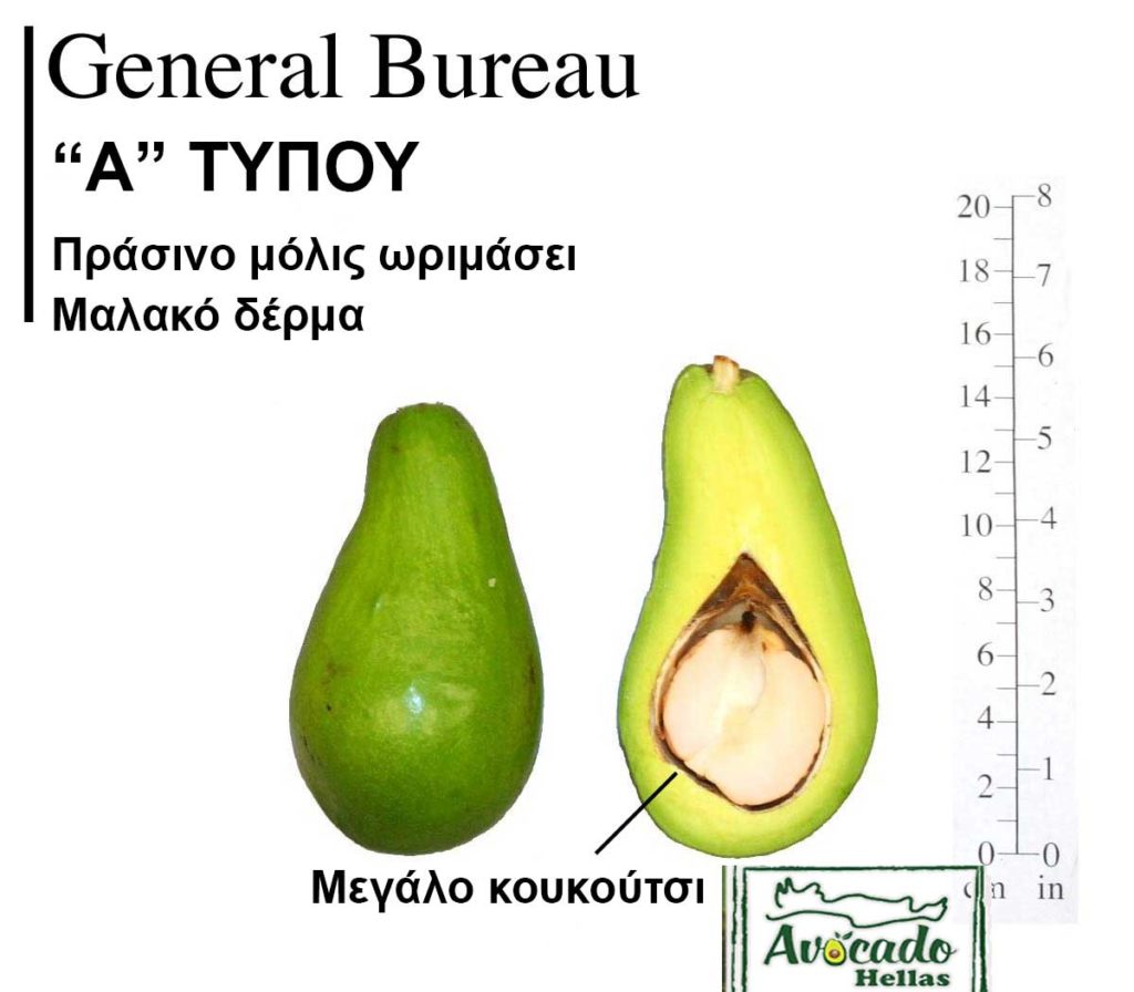 Avocado variety General Bureau