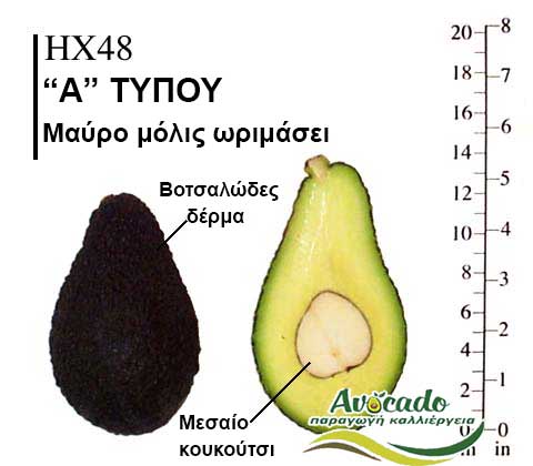 Avocado HX48 variety
