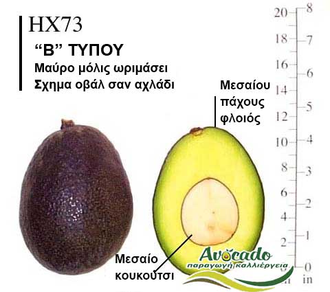 Avocado HX73 variety