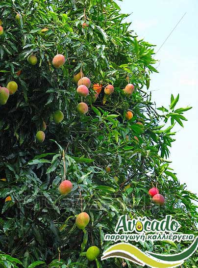 mango osteen, μάνγκο , AVOCADO CULTIVATION, CULTIVATION PRICE MARKET BUY, TREE/TREE PLANT, MARKET PLANTS, nursery, 2019, 2020, 2021